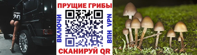 Псилоцибиновые грибы Psilocybine cubensis  Хилок 